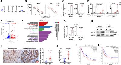 Acetylcytidine modification of DDX41 and ZNF746 by N-acetyltransferase 10 contributes to chemoresistance of melanoma